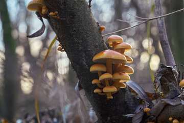 Mushrooms Flammulina velutipes close-up in the evening. Winter honey agaric, edible and healthy...