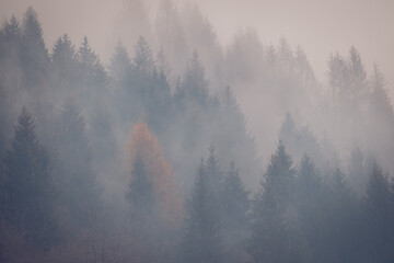 Mountain forest with haze between trees in winter