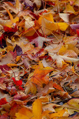 selective focus, fallen tree leaves on the ground in fall
