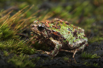 A portrait of a Marbled Rain Frog on moss 
