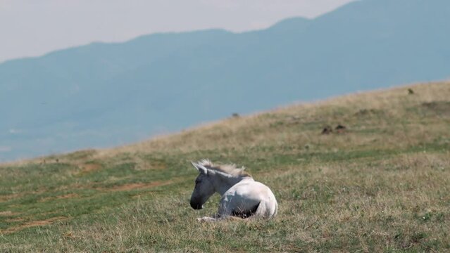 Young wild horse stratching in the grass in the mountain valley, beautiful mountain landscape with horse against the blue sky