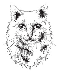 Cat face. Sketch line style portrait of cat on white background. Digital vector graphics.