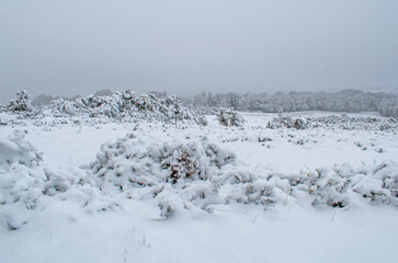 Fototapeta na wymiar A view across Asdown Forest England,s snowy misty landscape on a December morning