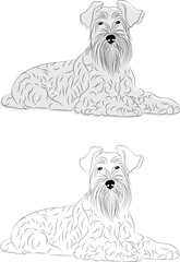 Miniature Schnauzer sketch black and white drawing. Cute dog character in a sitting pose, art design for printing. Cute cartoon flat detailed vector silver dog.  Pet portrait. Mini dog.