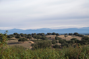 Fototapeta na wymiar View of a common dehesa in Spain.