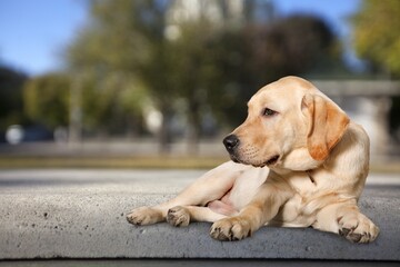 Happy young domestic dog on outdoor