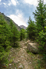 Fototapeta premium beautiful mountain gorge. beautiful old forest. spruce forest. spruce forest. pine forest. old trees