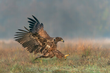 White Tailed Eagle (Haliaeetus albicilla) in flight before attack. Action wildlife scene from...