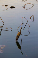 Broken lotus flower, in the water