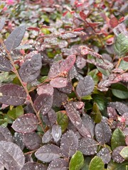 Chinese Fringe Flowers