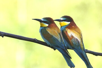 A pair of european bee-eaters perched on a twig