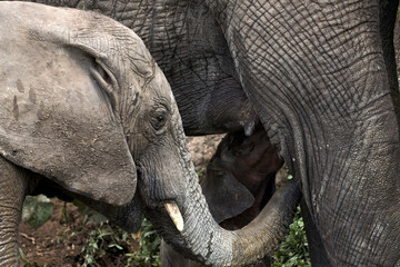 Fototapeta premium Beautiful close up portrait of a suckling baby elephant and its brother approaching the shore of the Kazinga channel in a nature reserve in Uganda