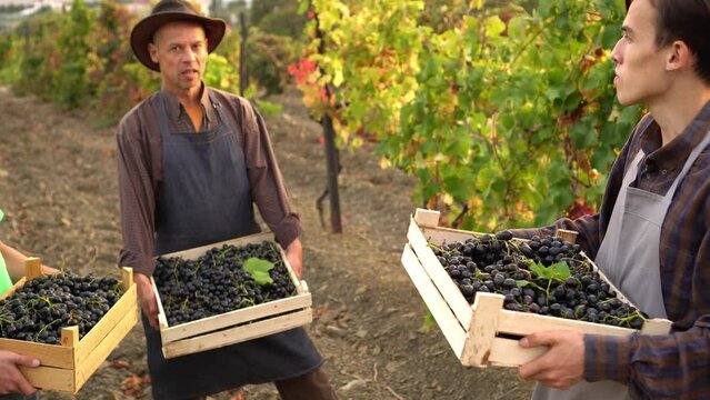 A sad family of farmers from the Netherlands is harvesting grapes. Dutch village. Measures to reduce nitrogen oxide emissions