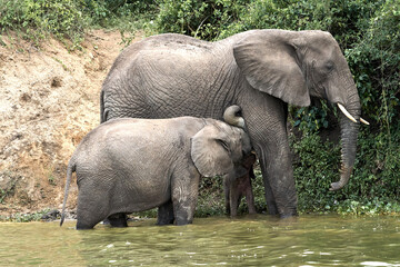 Beautiful portrait of a baby elephant and his brother suckling from their mother on the shore of the Kazinga channel in a nature reserve in Uganda