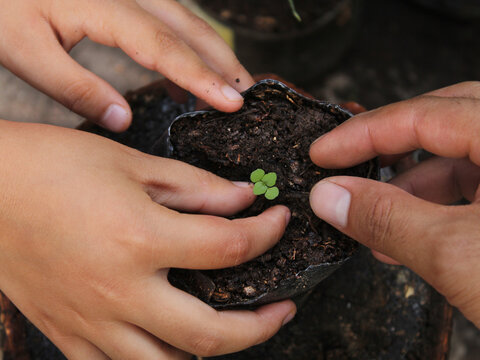 Manos de adulto ense&ntilde;ando a un ni&ntilde;o a plantar y siembra de pl&aacute;ntula sobre maceta de pl&aacute;stico  