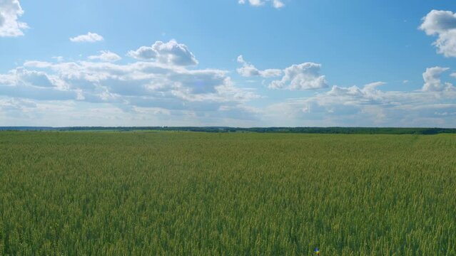 Green agricultural wheat field waving in the wind against a blue sky with clouds. Wide shot.