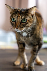 Obraz premium Close-up of a grey cat looking upwards while standing on all 4 legs