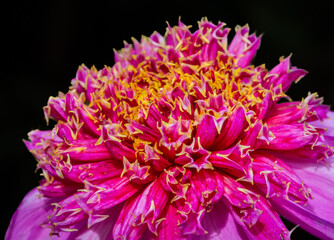 Dahlia 'Inca' pink flower. Selective focus of Dahlia flower. Black background