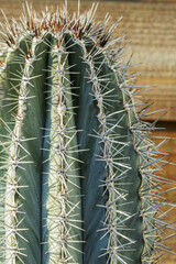 The top of a large cereus cactus filled with hundreds of sharp and dangerous spikes