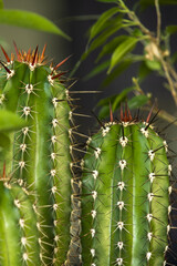 Nice trunks of cereus cactus with its sharp and prickly needles among other decorative plants