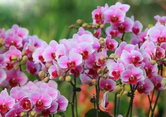 Fototapeta na wymiar Butterfly Orchids in full bloom, in the greenhouse