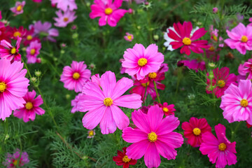 Fototapeta na wymiar Beautiful pink and red flowers on green meadow field grass.