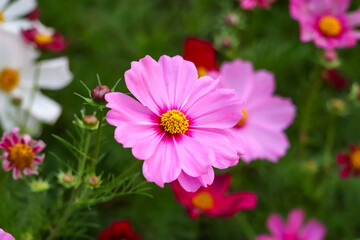 Obraz premium Beautiful pink and red flowers on green meadow field grass.