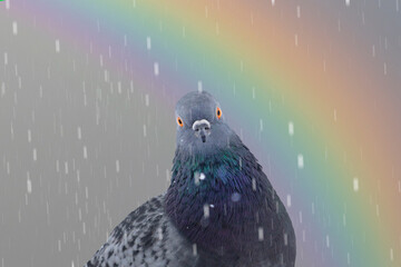 dove looking at the camera through the rain on the background of the rainbow