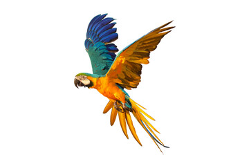 Colorful Blue and gold macaw parrot flying isolated on transparent background.