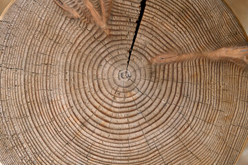 Cross section of tree stump