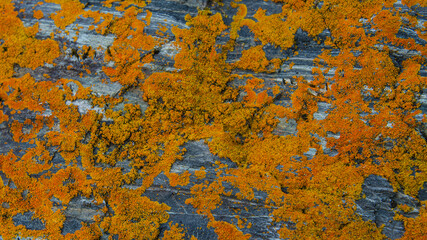 Banner with beautiful colorful lichen patterns on the rocks in Patagonia, South America, as background concept.