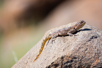 Naklejka na ściany i meble A common agama female lizard in Namibia.