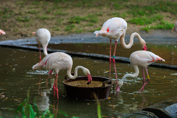 Pink flamingos. Background with selective focus and copy space