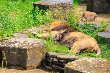 Naklejka premium The lion among the stones sleeps in the sun. Background with selective focus and copy space