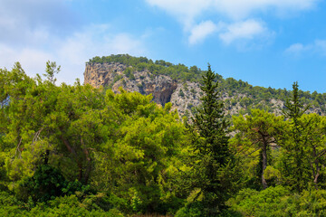 Fototapeta na wymiar Green coniferous plants in the mountainous part of the Turkish Mediterranean coast. Atmospheric landscape