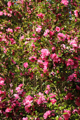 Fototapeta premium Tree full of blooming pink camellias, sunny branch texture.