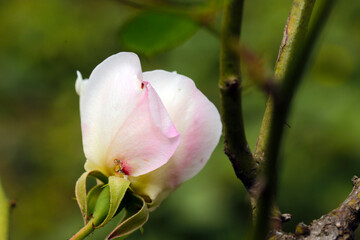 White pink flower blossom of Rosa chinensis (China rose, Monthly rose), close up macro photography.