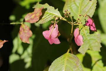 Wild mountain hydrangea with viorlet pink flowers. Close up macro photography in the woods.