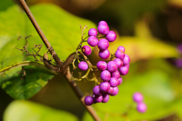 Branch of Japanese beautyberry (Murasakishikibu) with pretty purple berries.