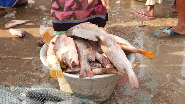 Woman packing croaker. Fish on the ground into a big bowl with fishing net beside - Chirala Fish Market, AP,India - Dec 2022