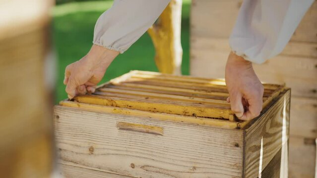 A beekeeper stands near the hives, taking out a bee frame that contains honey.