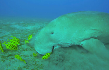 Close-up of Sea Cow eating algae on seagrass meadow. Dugong (Dugong dugon) accompanied by school of Golden trevally fish (Gnathanodon speciosus) feeding Smooth ribbon seagrass (Cymodocea rotundata)