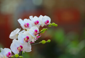 Butterfly Orchids in full bloom, in the greenhouse