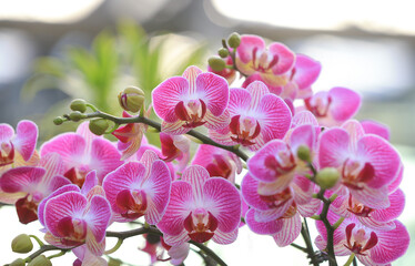Fototapeta na wymiar Butterfly Orchids in full bloom, in the greenhouse