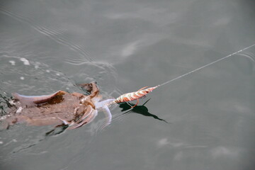 釣り　魚　自然　イカ釣り　餌木　エギ