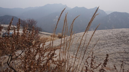 Cereal grasses grow on the top of the mountain