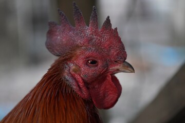 The diseased rooster has a swollen face and red eyes.