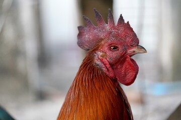 The diseased rooster has a swollen face and red eyes.