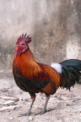 The diseased rooster has a swollen face and red eyes.