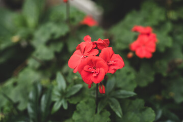 red flower in the garden